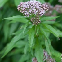 Hemp Agrimony